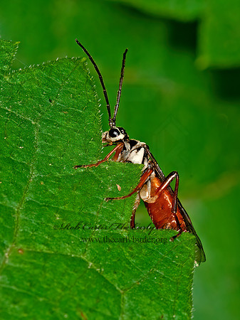 Aglaostigma semiluteum  COMMON SAWFLY 3015518z