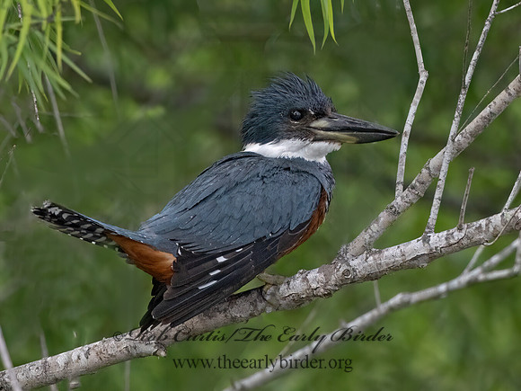 Ceryle torquata  RINGED KINGFISHER 3030800z