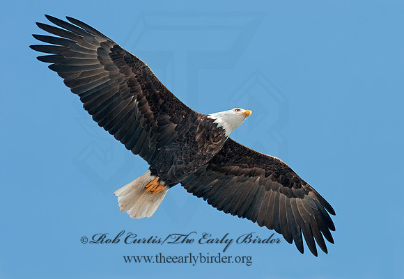 Haliaeetus leucocephalus  BALD EAGLE 3000896z