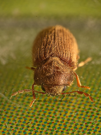 Stegobium paniceum  DRUGSTORE BEETLE 9081970z