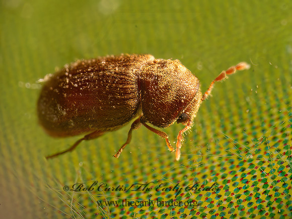 Stegobium paniceum  DRUGSTORE BEETLE 9081965z