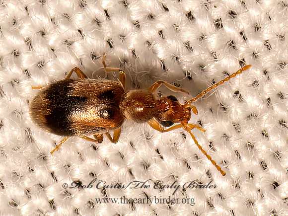 Notoxus desertus  MONOCEROS BEETLE 9082376z