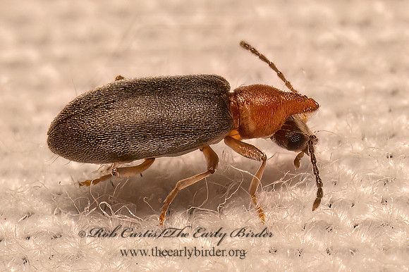 Notoxus murinipennis  MONOCEROS BEETLE 9082455z