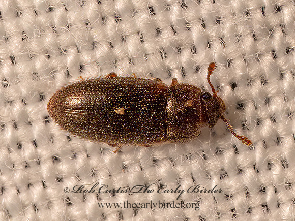 Diplocoelus brunneus  FALSE SKIN BEETLE 9082324z