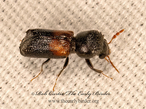 Xylobiops basilaris  RED-SHOULDERED BOSTRICHID 9083790z