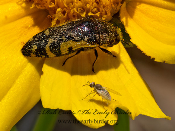 Acmaeodera pulchella  BUPRESTID BEETLE 9079733z