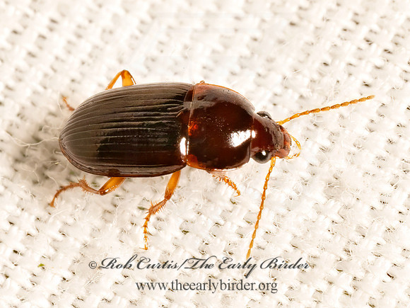 Amara rubrica  SEED-EATING GROUND BEETLE 9082059z