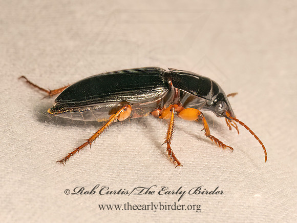 Harpalus pensylvanicus  PENNSYLVANIA DINGY GROUND BEETLE 9083450z