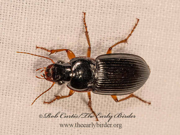 Harpalus pensylvanicus  PENNSYLVANIA DINGY GROUND BEETLE 9083467z