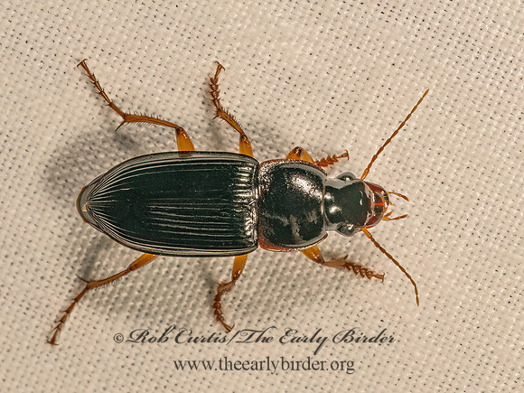 Harpalus pensylvanicus  PENNSYLVANIA DINGY GROUND BEETLE 9083426z