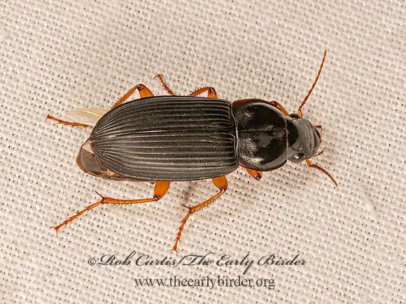 Harpalus HARPALINI GROUND GEETLE 9081654z