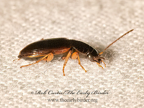 Stenolophus ochropezus  HARPALINAE  GROUND BEETLE 9082133z