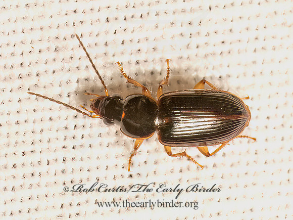 Stenolophus ochropezus  HARPALINAE  GROUND BEETLE 9082132z