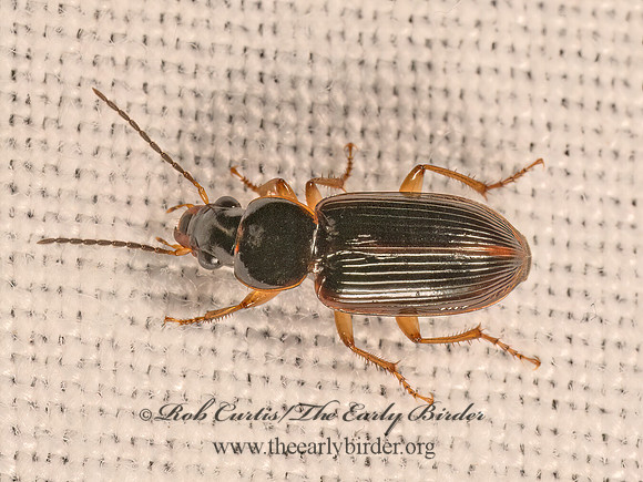 Stenolophus ochropezus  HARPALINAE  GROUND BEETLE 9083009z