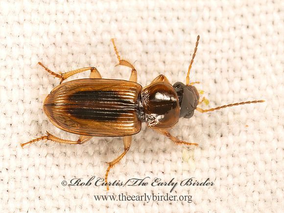 Stenolophus lecontei  LECONTE'S SEEDCORN BEETLE 9084006z