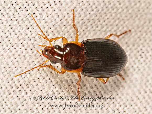 Notiobia terminata  HARPALINI GROUND BEETLE 9081624z