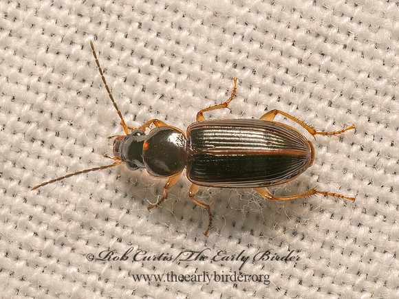 Stenolophus ochropezus  HARPALINAE  GROUND BEETLE 9082327z