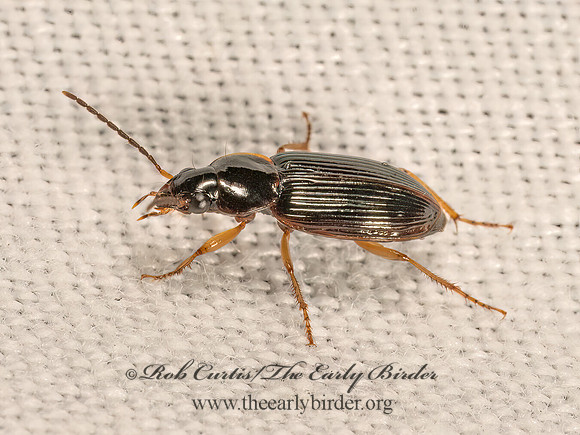 Stenolophus ochropezus  HARPALINAE  GROUND BEETLE 9083381z