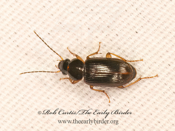 Stenolophus ochropezus  HARPALINAE GROUND BEETLE 9083736z