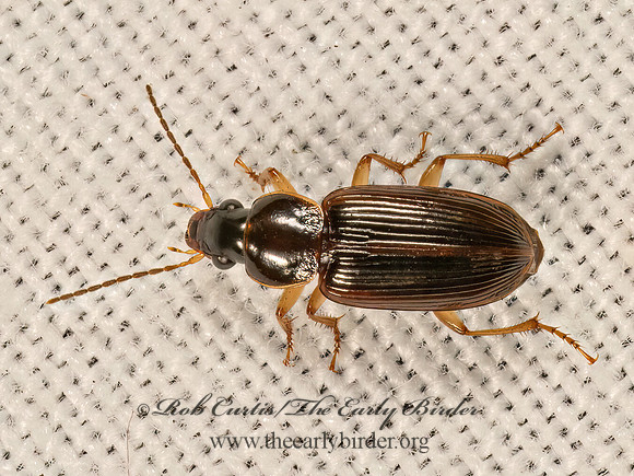 Stenolophus ochropezus  SEEDCORN BEETLE 9081759z