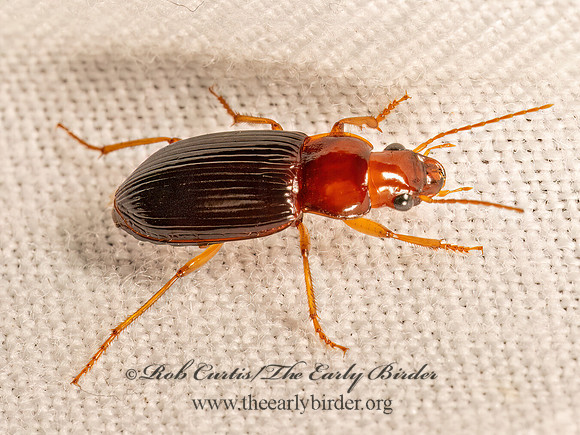 Trichotichnus vulpeculus  HARPALINI GROUND BEETLE 9083285z