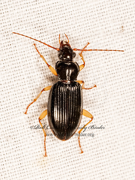 Patrobus longicornis  PATROBINAE GROUND BEETLE 9083548z
