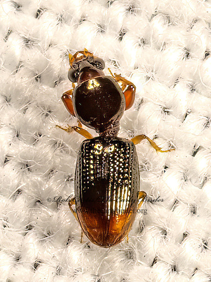 Dyschirius haemorrhoidalis  PEDUNCULATE GROUND BEETLE 9083405z