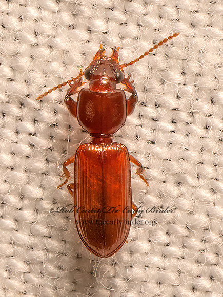 Clivina  PEDUNCULATE GROUND BEETLE 9082313z