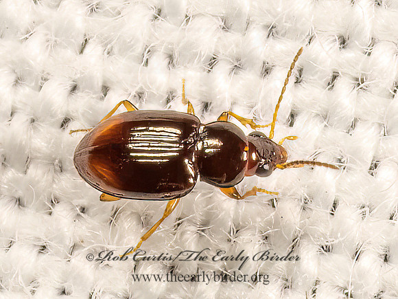 Elaphropus xanthopus  MINUTE GROUND BEETLE 9083407z