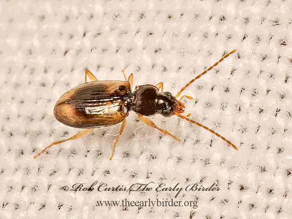 Tachys proximus  MINUTE GROUND BEETLE 9083460z
