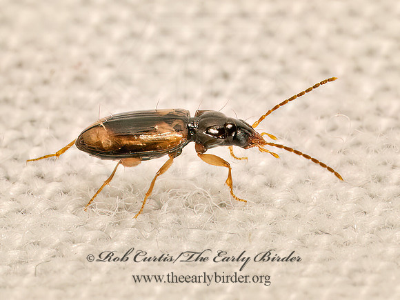 Tachys proximus  MINUTE GROUND BEETLE 9083461z