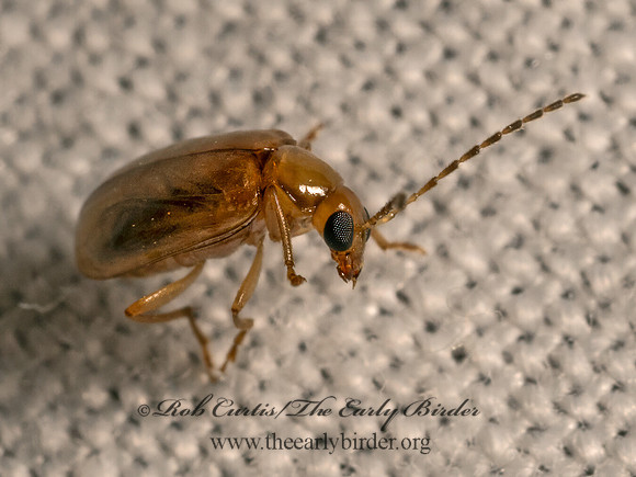 Metrioidea  LUPERINI LEAF BEETLE 9082879z