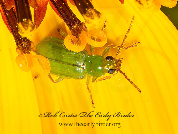 Diabrotica barberi  NORTHERN CORN ROOTWORM BEETLE 9082671z