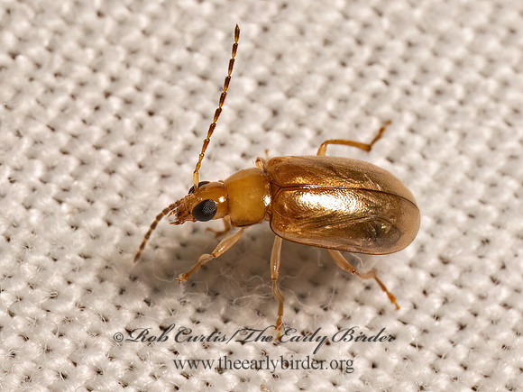 Metrioidea convexa  LUPERINI LEAF BEETLE 9082865z