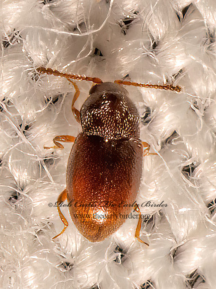 Atomaria (Anchicera)  SILKEN FUNGUS BEETLE 9082801z