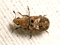 Euparius paganus  FUNGUS WEEVIL 9082243z