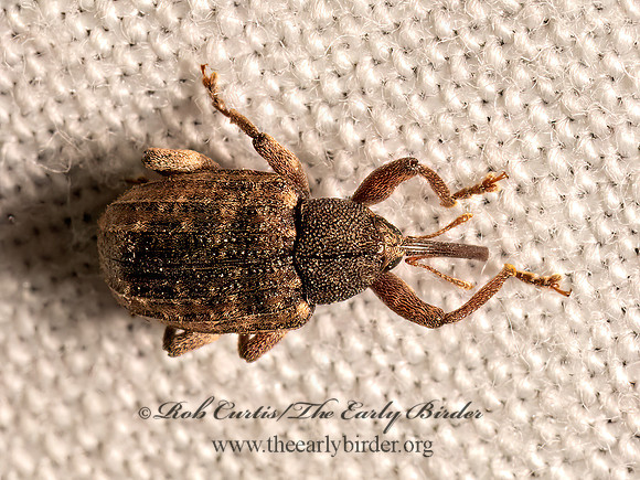 Conotrachelus naso  MOLYTINAE WEEVIL 9083089z