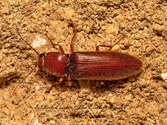 Hemicrepidius melanophthalmus  DENDROMETRINI CLICK BEETLE  9083515z