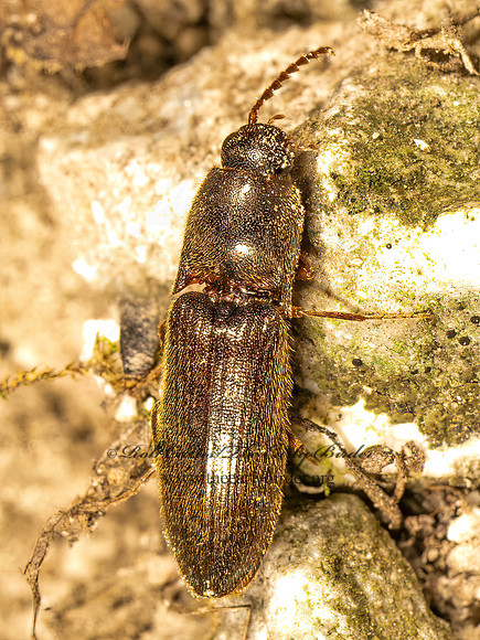 Agriotes  ELATERINAE CLICK BEETLE 9083425z