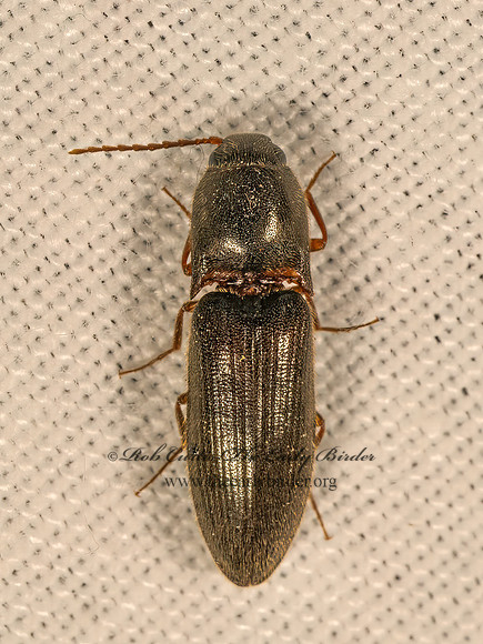 Agriotes  ELATERINAE CLICK BEETLE 9083424z
