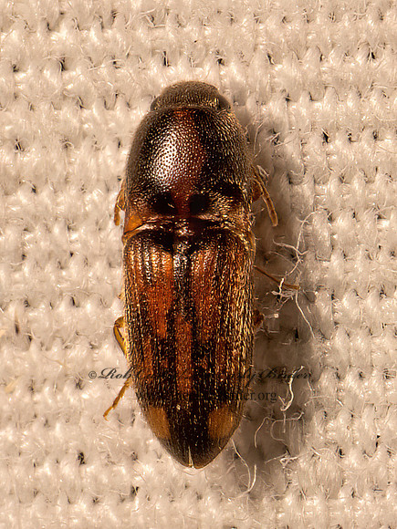 Conoderus bellus  OOPHORINI CLICK BEETLE 9082203z