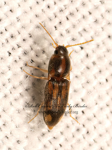 Conoderus bellus  OOPHORINI CLICK BEETLE 9083082z