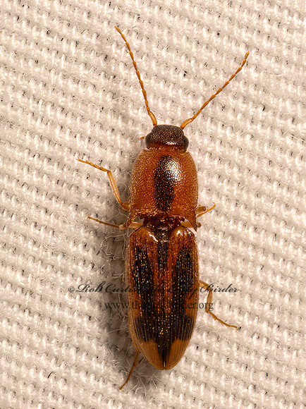 Aeolus mellillus  CLICK BEETLE  9083936z