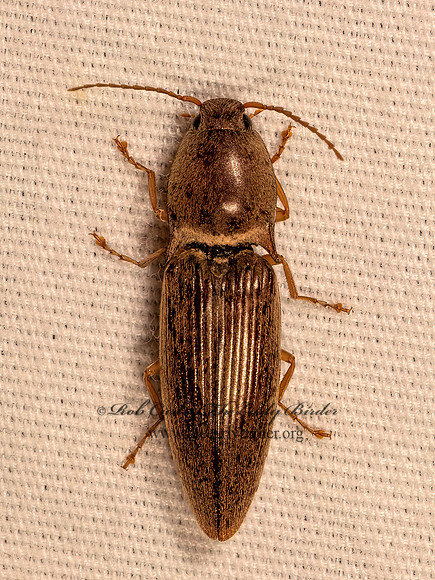 Conoderus lividus  CLICK BEETLE 9083890z
