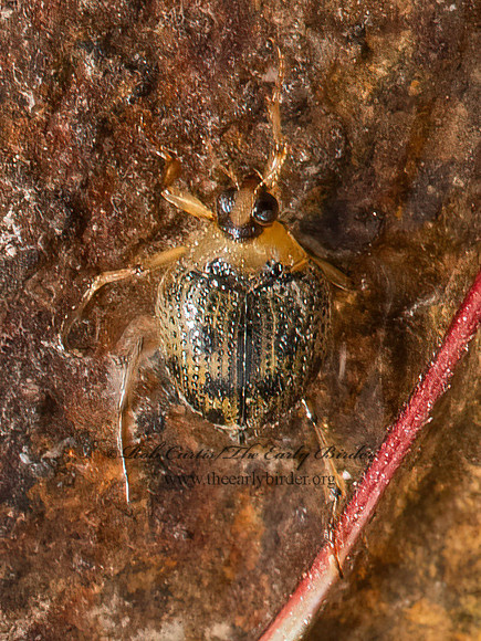 Peltodytes edentulus  CRAWLING WATER BEETLE 9084196z
