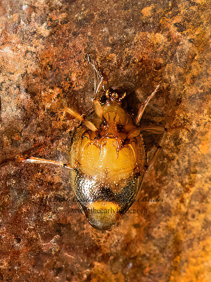 Peltodytes edentulus  CRAWLING WATER BEETLE 9084192z
