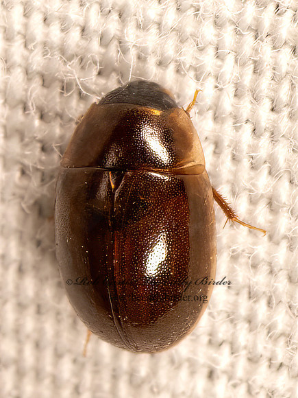 Enochrus  WATER SCAVENGER BEETLE 9083983z
