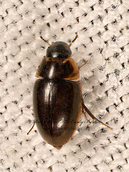 Enochrus   WATER SCAVENGER BEETLE 9081549z
