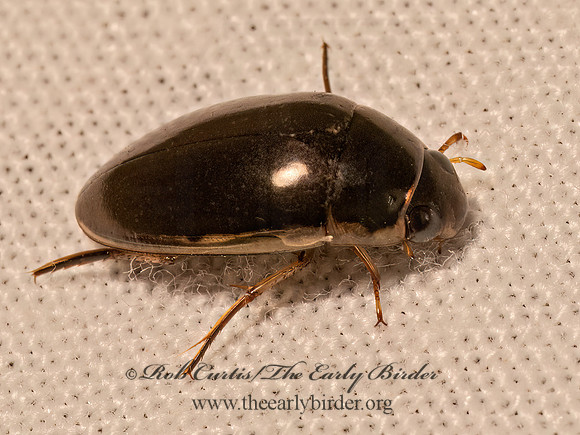 Tropisternus lateralis nimbatus   WATER SCAVENGER BEETLE 9081708z