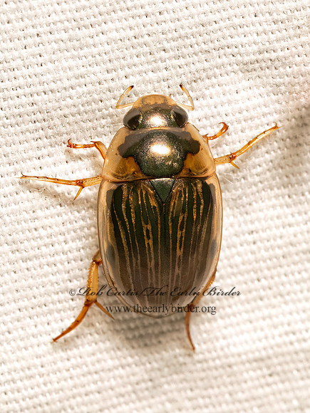 Tropisternus collaris striolatus  WATER SCAVENGER BEETLE  9082068z